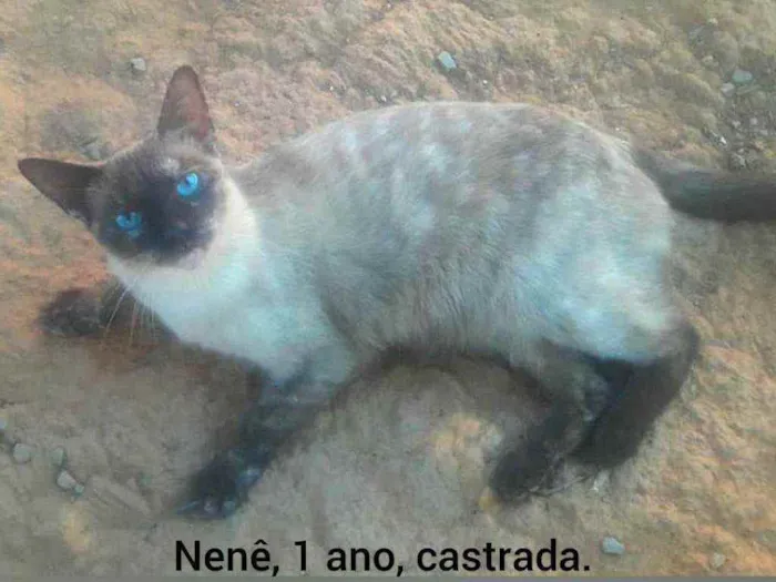 Gato ra a SRD idade 1 ano nome Nenê