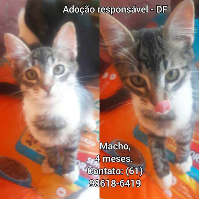 Gato raça SRD idade 2 a 6 meses nome Filhotes 