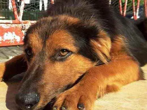 Cachorro ra a SRD idade 1 ano nome Preto 