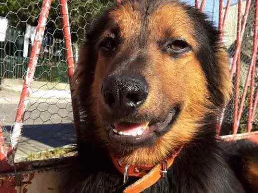 Cachorro ra a SRD idade 1 ano nome Preto 