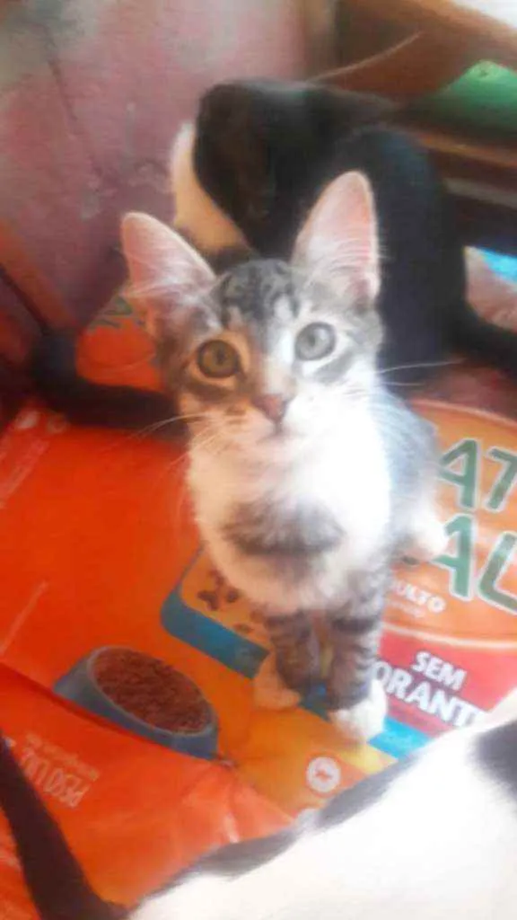 Gato raça SRD idade 2 a 6 meses nome Filhotes 