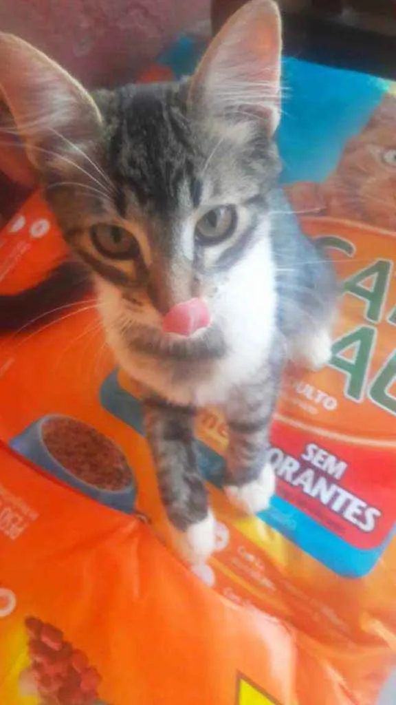 Gato raça SRD idade 2 a 6 meses nome Filhotes 