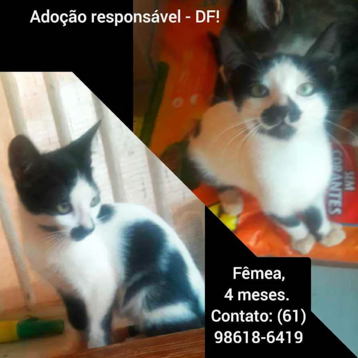 Gato raça SRD idade 2 a 6 meses nome Filhotes 