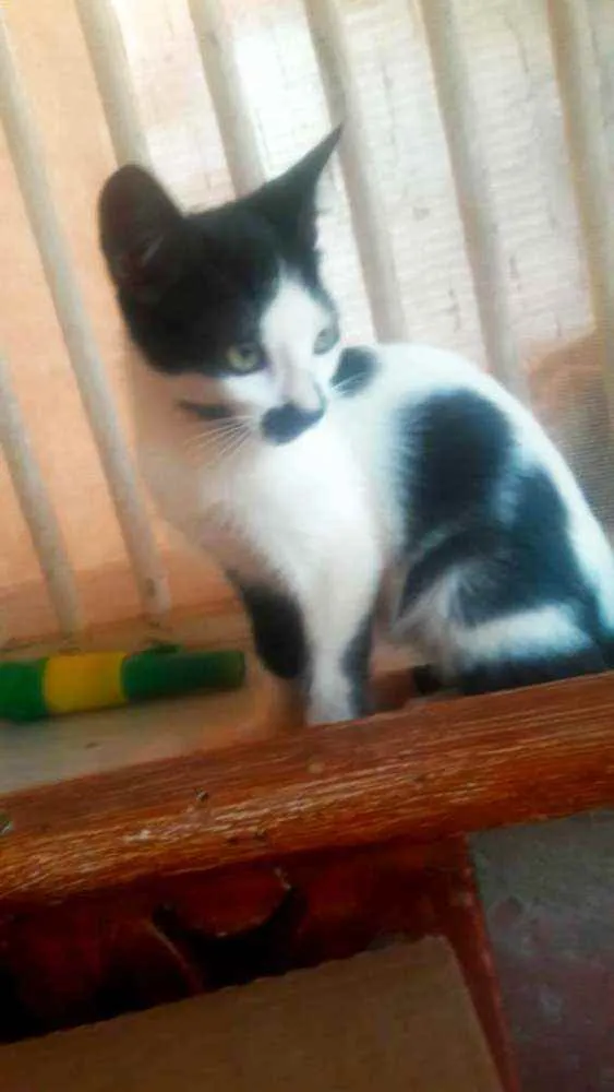 Gato raça SRD idade 2 a 6 meses nome Filhotes 