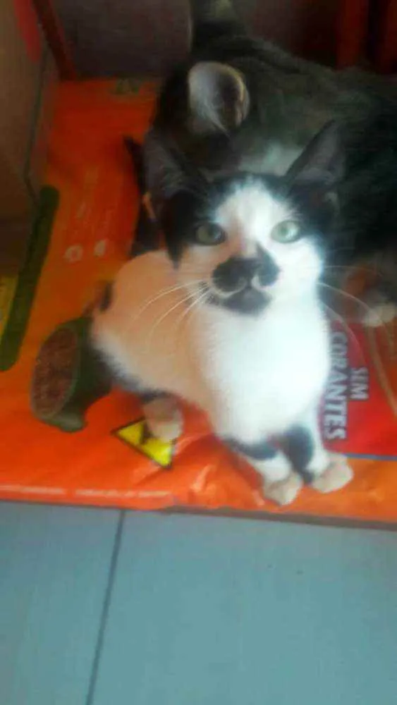 Gato raça SRD idade 2 a 6 meses nome Filhotes 