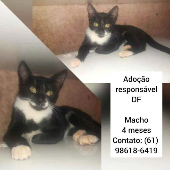 Gato raça SRD idade 2 a 6 meses nome Filhotes 