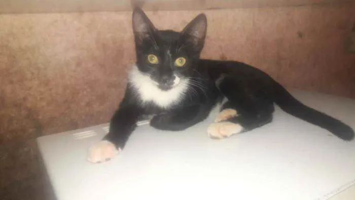 Gato raça SRD idade 2 a 6 meses nome Filhotes 