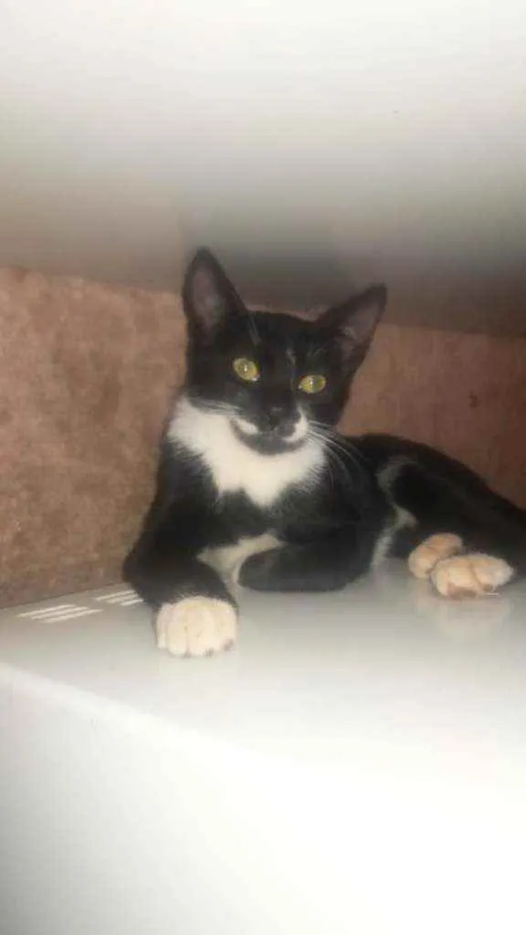 Gato raça SRD idade 2 a 6 meses nome Filhotes 