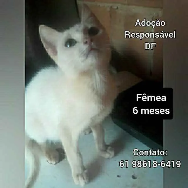 Gato raça SRD idade 2 a 6 meses nome Filhotes 