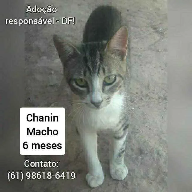 Gato raça SRD idade 2 a 6 meses nome Filhotes 