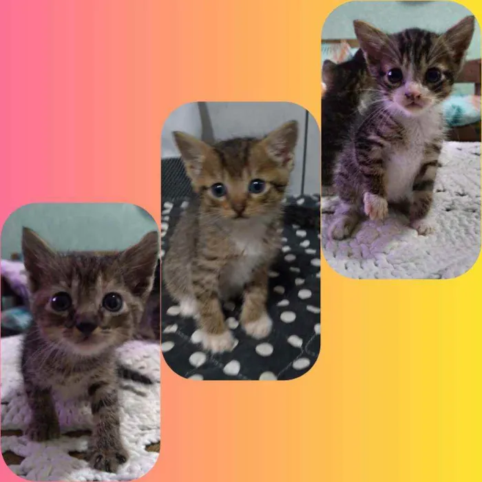 Gato ra a Sem raça definida idade Abaixo de 2 meses nome Sem nome (filhote)