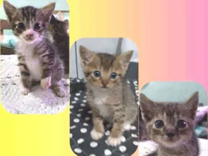 Gato raça Sem raça definida idade Abaixo de 2 meses nome Sem nome (filhote)