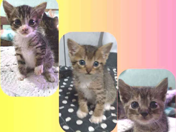 Gato ra a Sem raça definida idade Abaixo de 2 meses nome Sem nome (filhote)