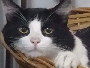 Gato raça Viralata idade 7 a 11 meses nome Lola, peludão e lolu