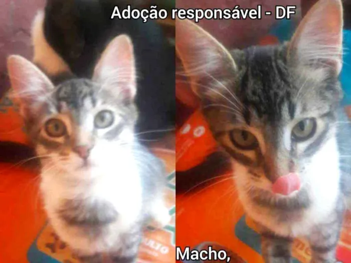 Gato raça SRD idade 2 a 6 meses nome Filhotes 