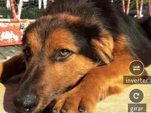 Cachorro ra a Vira lata  idade  nome Preto