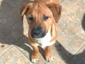 Cachorro raça SRD idade 2 a 6 meses nome Leona/ Leia/ Sebasti