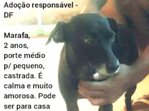 Cachorro raça SRD idade 2 anos nome Marafa