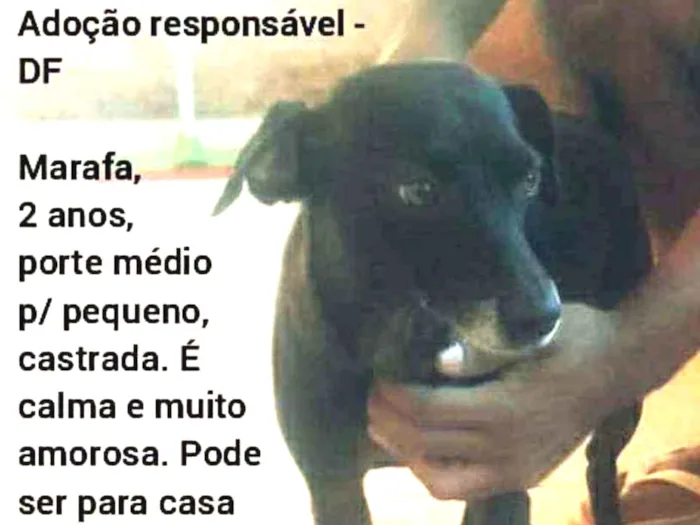 Cachorro ra a SRD idade 2 anos nome Marafa