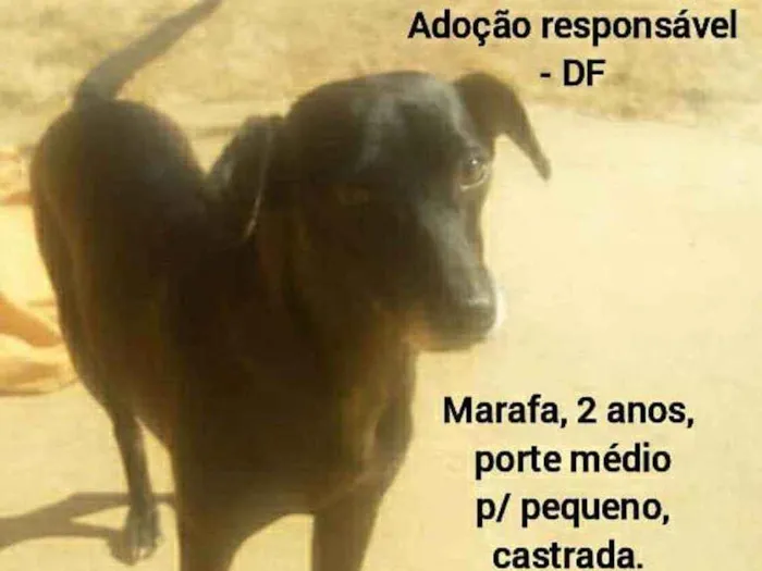 Cachorro ra a SRD idade 2 anos nome Marafa