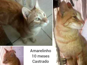 Gato raça Sem raça definida idade 7 a 11 meses nome Amarelinho
