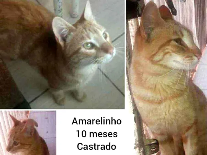 Gato ra a Sem raça definida idade 7 a 11 meses nome Amarelinho