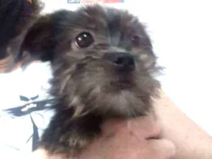 Cachorro raça SRD idade 2 a 6 meses nome Junior