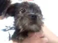 Junior