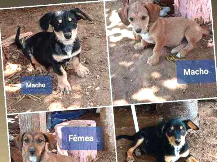 Cachorro raça Sem raça definida  idade 2 a 6 meses nome Sem nome definido 