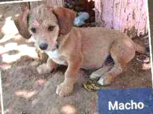 Cachorro raça Sem raça definida  idade 2 a 6 meses nome Sem nome definido 