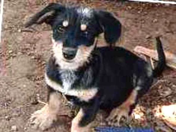 Cachorro raça Sem raça definida  idade 2 a 6 meses nome Sem nome definido 