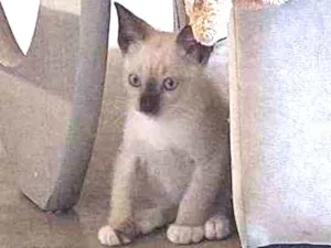 Gato raça SRD idade 2 a 6 meses nome Príncipe 