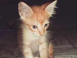 Gato raça  idade 2 a 6 meses nome Galfide