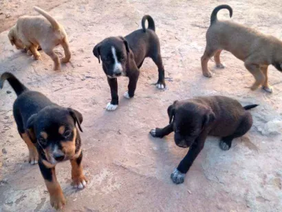 Cachorro raça Indefinida idade Abaixo de 2 meses nome Sem nome