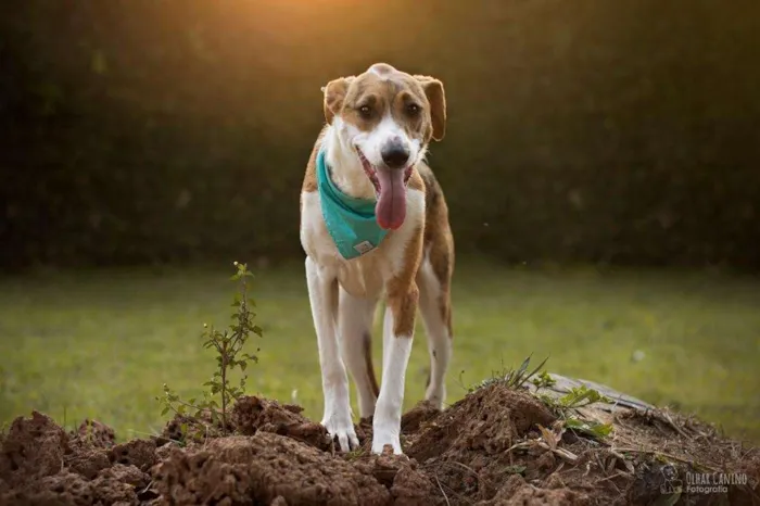 Cachorro ra a SRD idade 7 a 11 meses nome Zeca