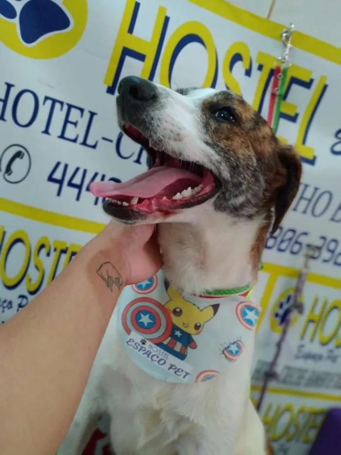 Cachorro ra a SRD idade 7 a 11 meses nome Malhado