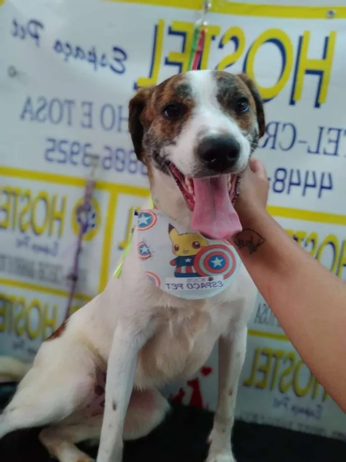 Cachorro ra a SRD idade 7 a 11 meses nome Malhado