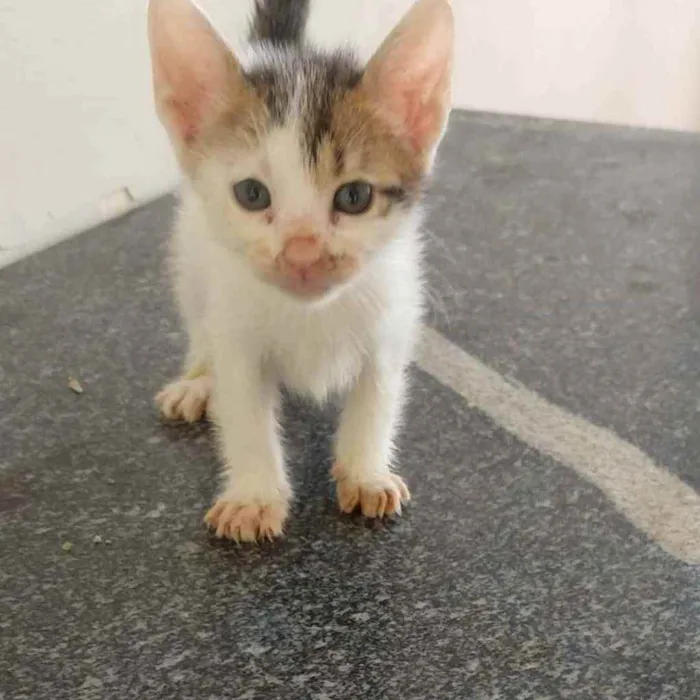 Gato ra a  idade Abaixo de 2 meses nome Gatinhas