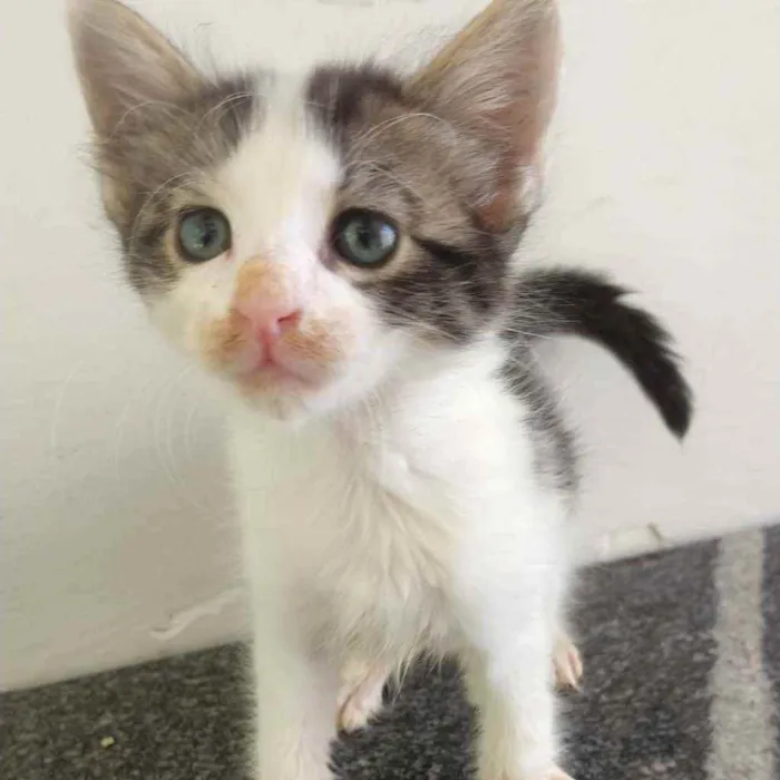 Gato ra a  idade Abaixo de 2 meses nome Gatinhas