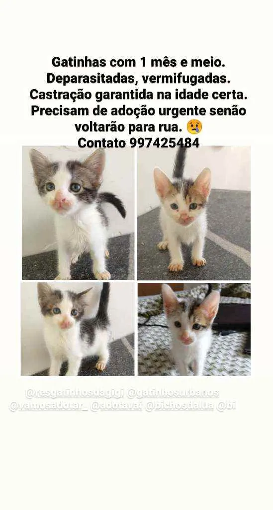 Gato ra a  idade Abaixo de 2 meses nome Gatinhas