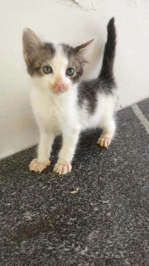 Gato ra a  idade Abaixo de 2 meses nome Gatinhas