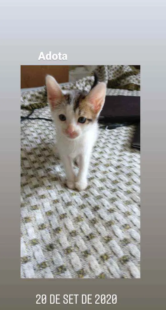 Gato ra a  idade Abaixo de 2 meses nome Gatinhas