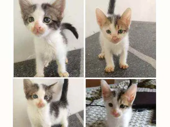 Gato ra a  idade Abaixo de 2 meses nome Gatinhas