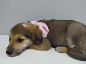 Cachorro raça Srd idade 2 a 6 meses nome Amora