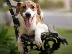 Cachorro ra a SRD idade 7 a 11 meses nome Zeca