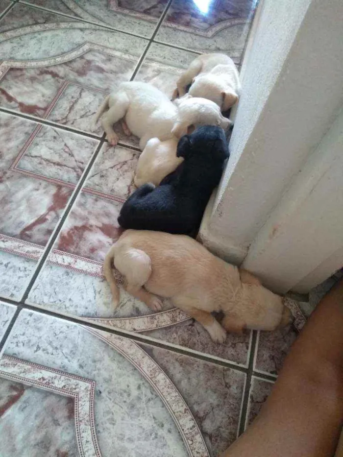 Cachorro ra a  idade 1 ano nome Melissa
