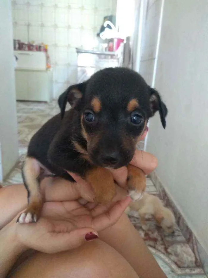 Cachorro ra a  idade 1 ano nome Melissa