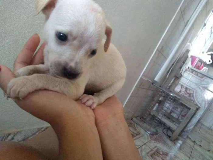 Cachorro ra a  idade 1 ano nome Melissa
