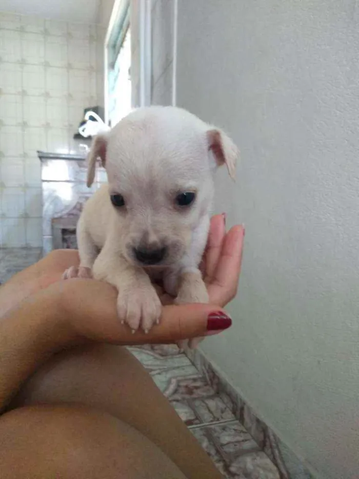 Cachorro ra a  idade 1 ano nome Melissa