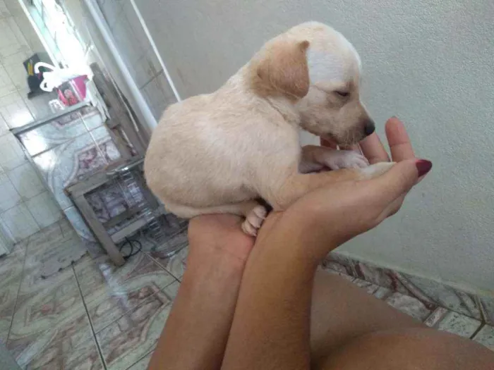 Cachorro ra a  idade 1 ano nome Melissa